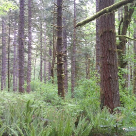 The "hike-in" campsites are vastly preferable to those that you can drive to due to one's being entirely surrounded by forest (and not a car in sight).